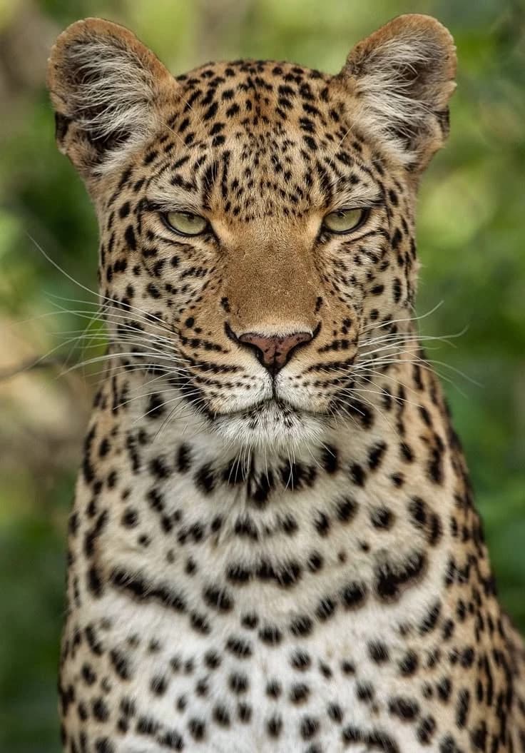 Leopard thumbnail