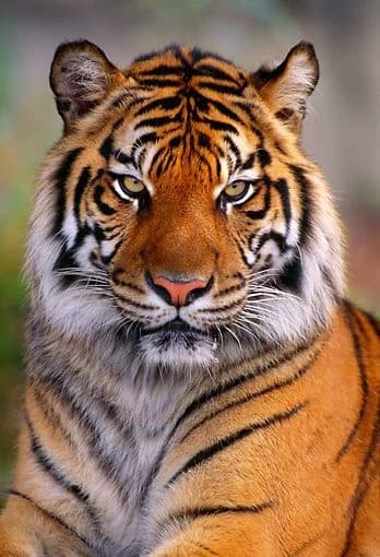Tiger thumbnail