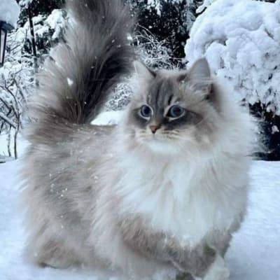 Cat rp thumbnail