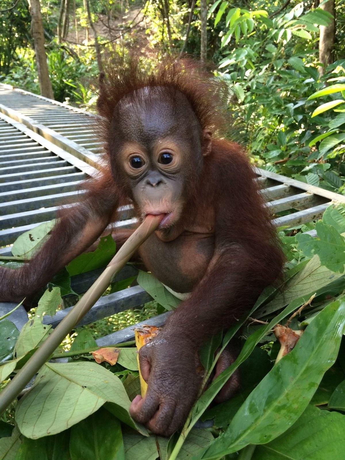 Baby Orangutan thumbnail