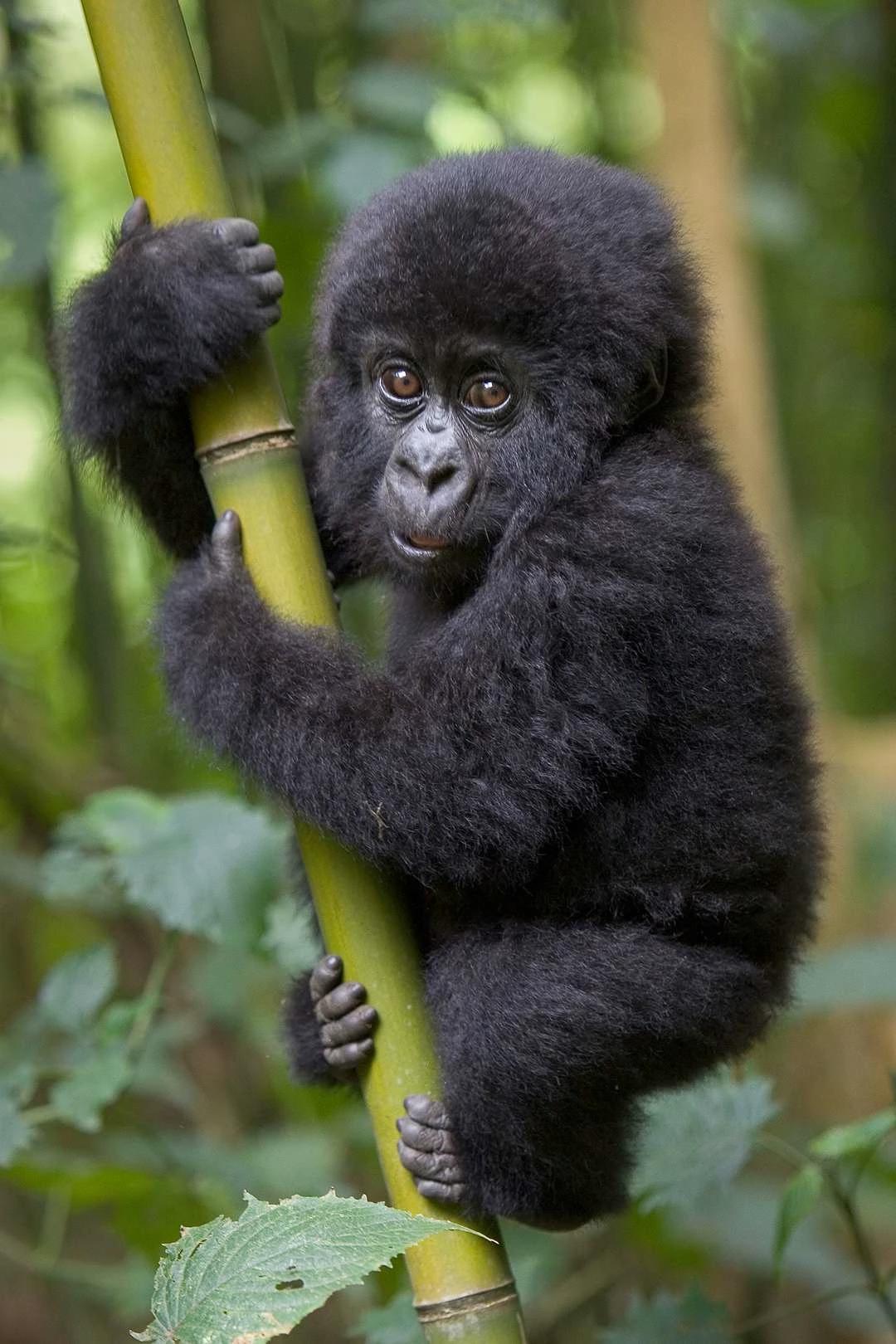 Baby Gorilla thumbnail