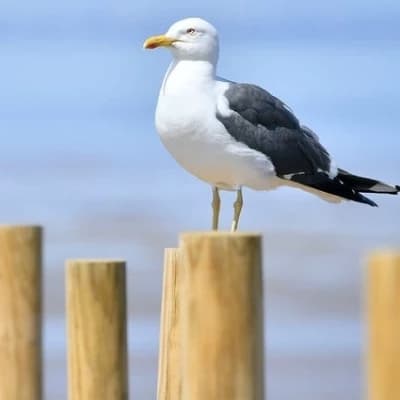 beach sparrow thumbnail