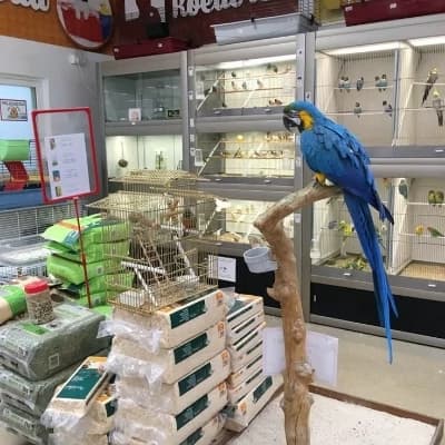 Pet shop rp thumbnail