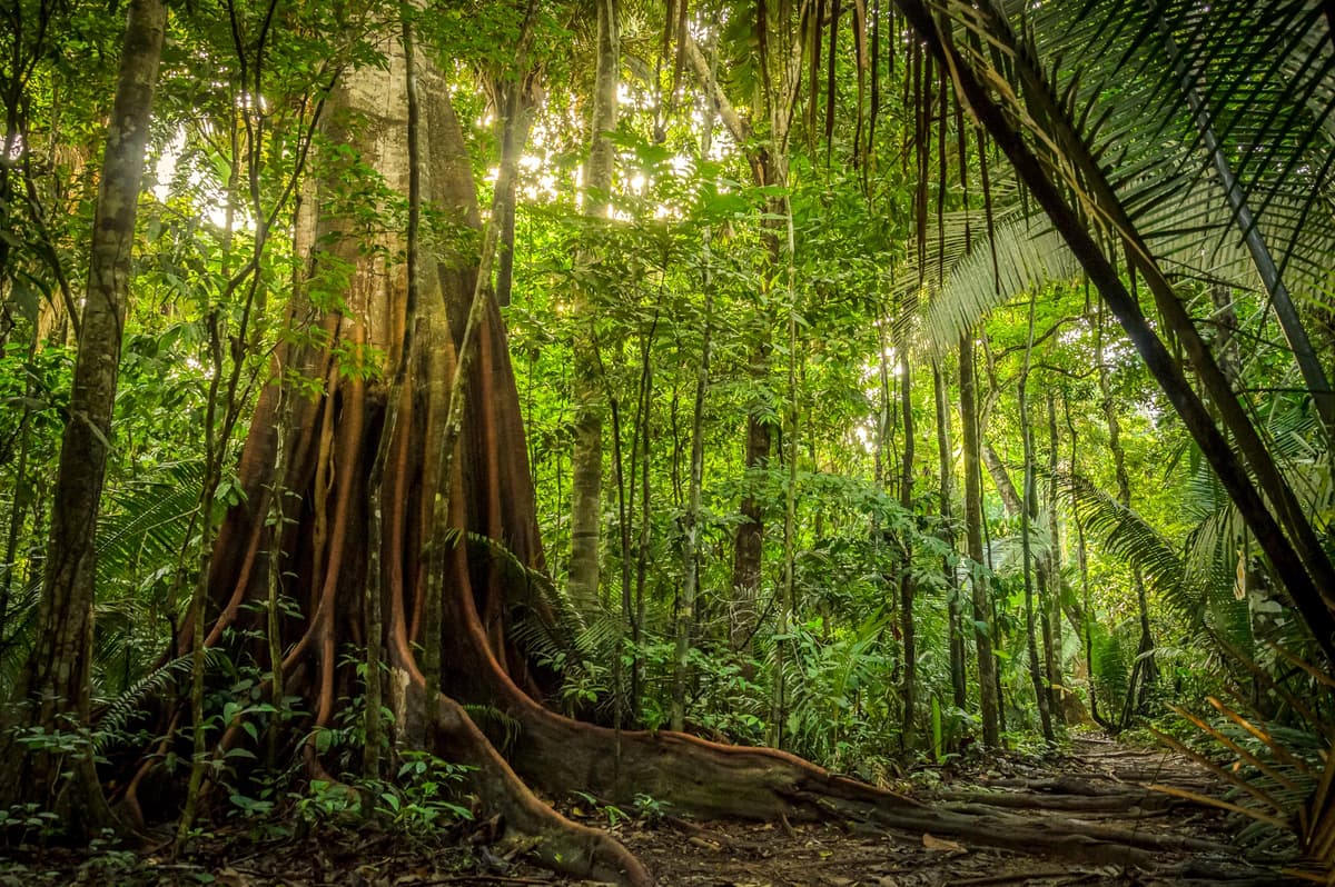 Amazon Forest thumbnail