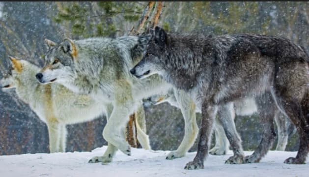 Wolf Den- BL thumbnail