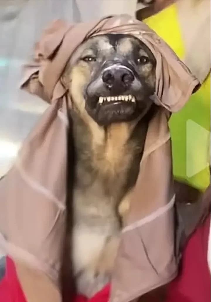 The Habibi dog thumbnail
