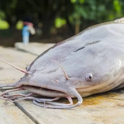 Catfish thumbnail