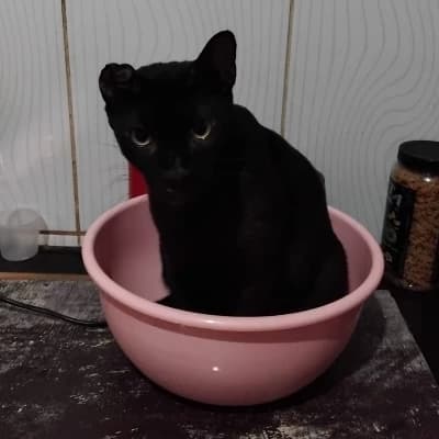 Cat inside your pot in the kitchen thumbnail