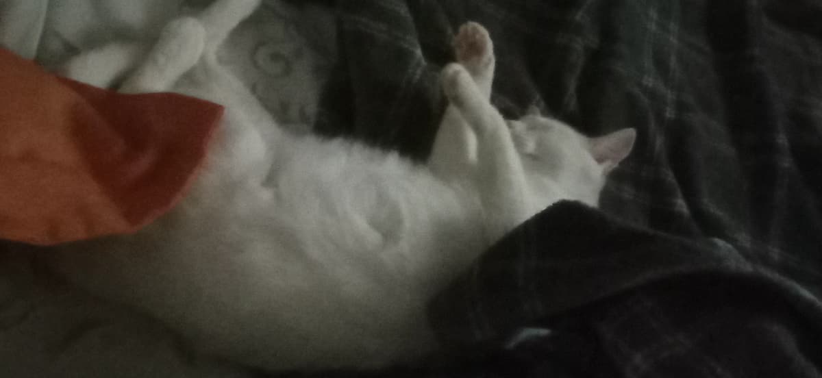 Hank thumbnail