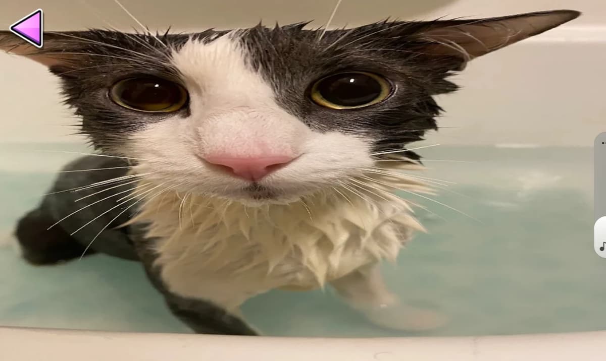 Soggy Cat thumbnail