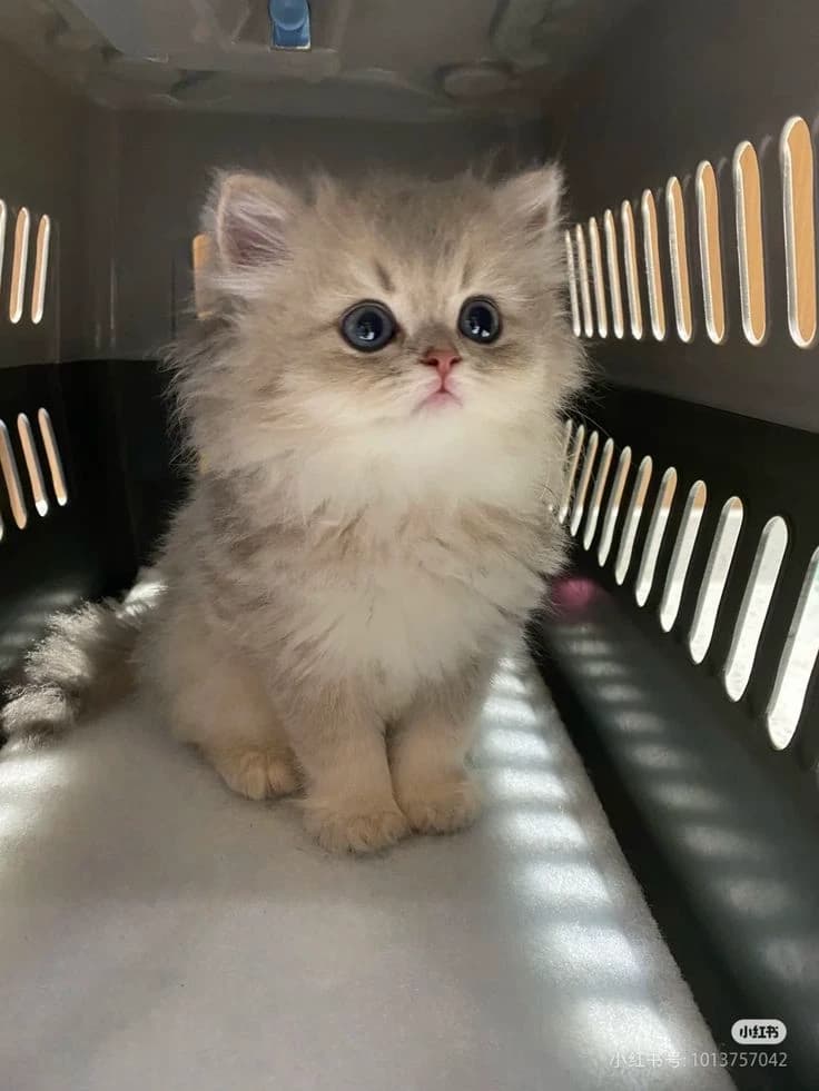 Dirty little cat thumbnail