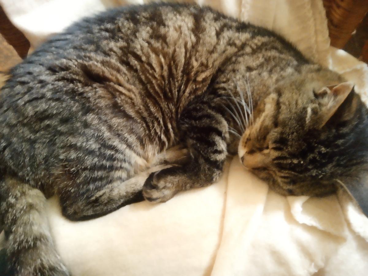 Dexter (my cat) thumbnail