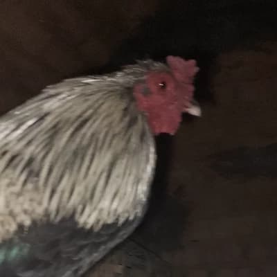 Chicken Taco Up thumbnail