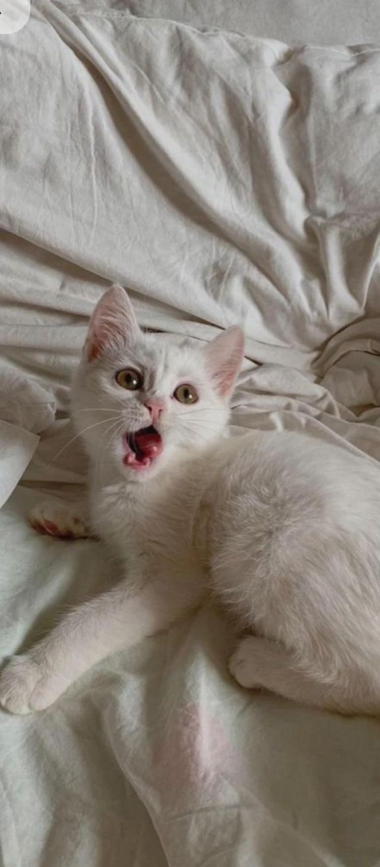 You are a fart cat thumbnail