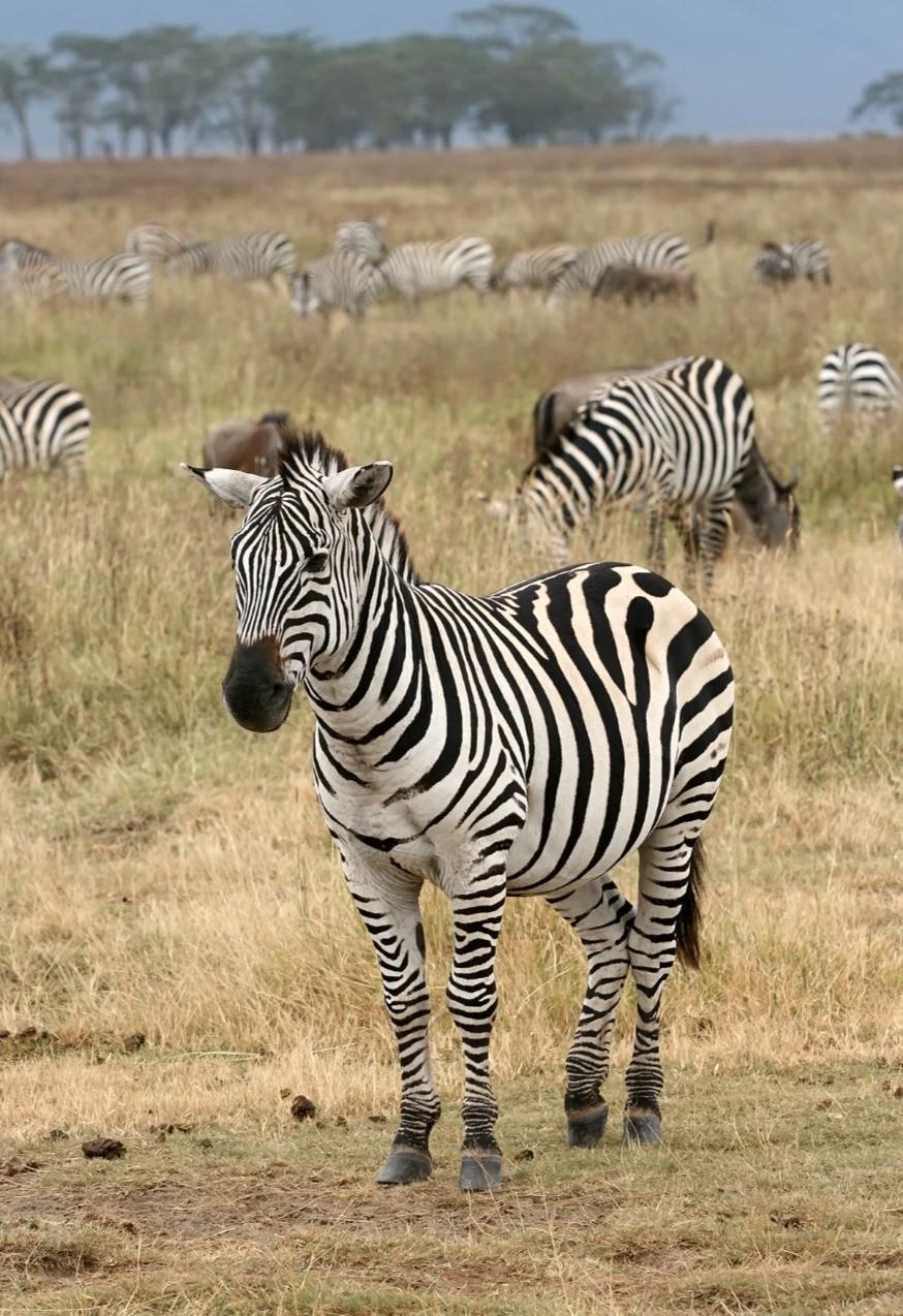 Zebra... thumbnail