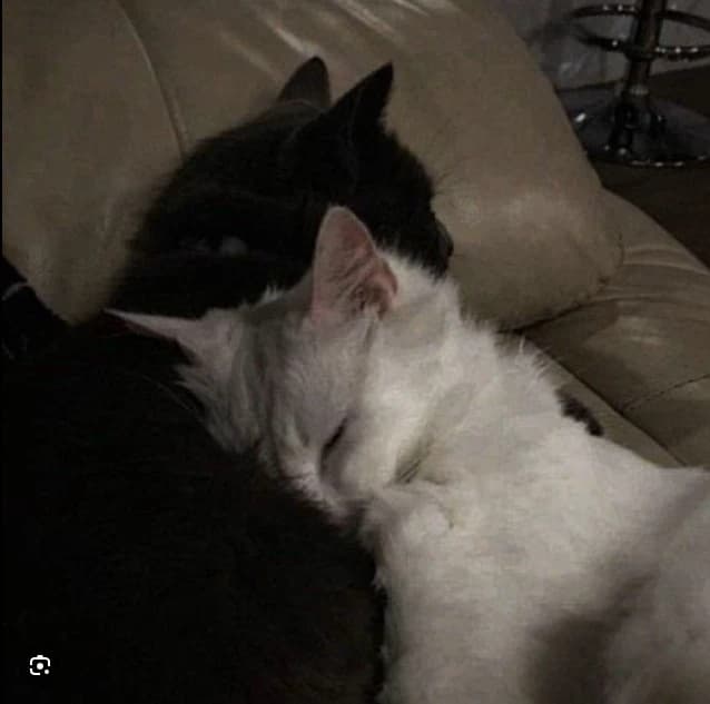 Luan and Luna  thumbnail