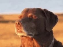 A Weird Isekai (Solo) thumbnail