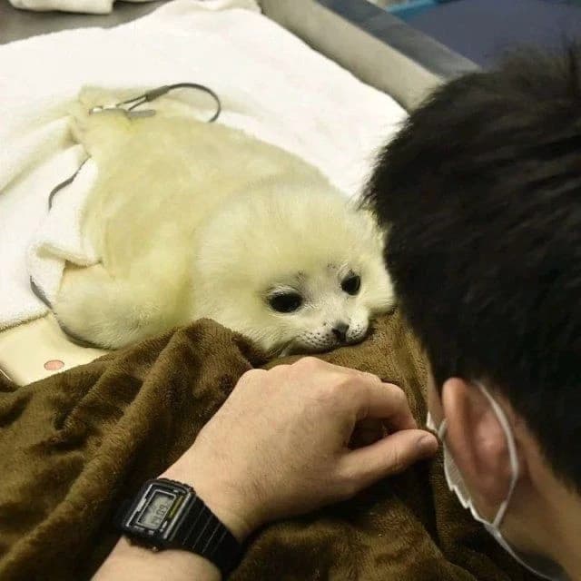 Pipsueak thumbnail