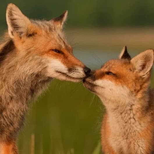 Nick e Mily thumbnail