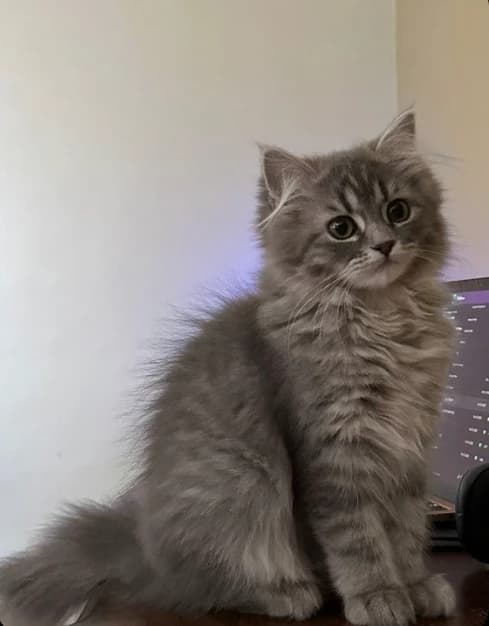 You are a cat thumbnail