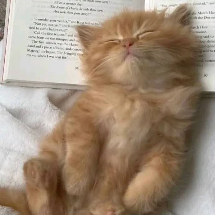 Pet'cat' thumbnail