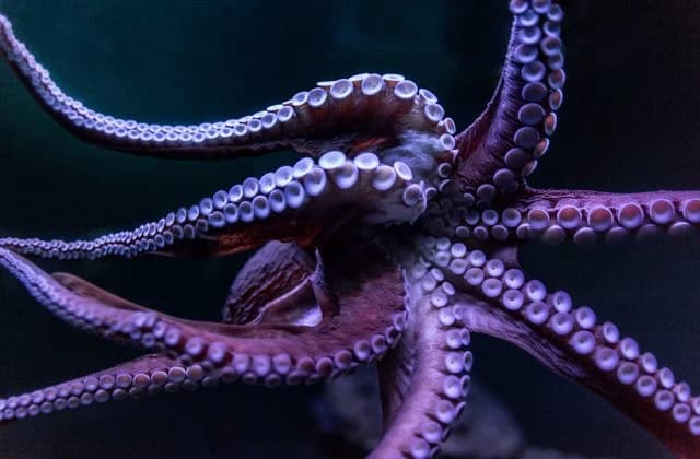 Octopus thumbnail