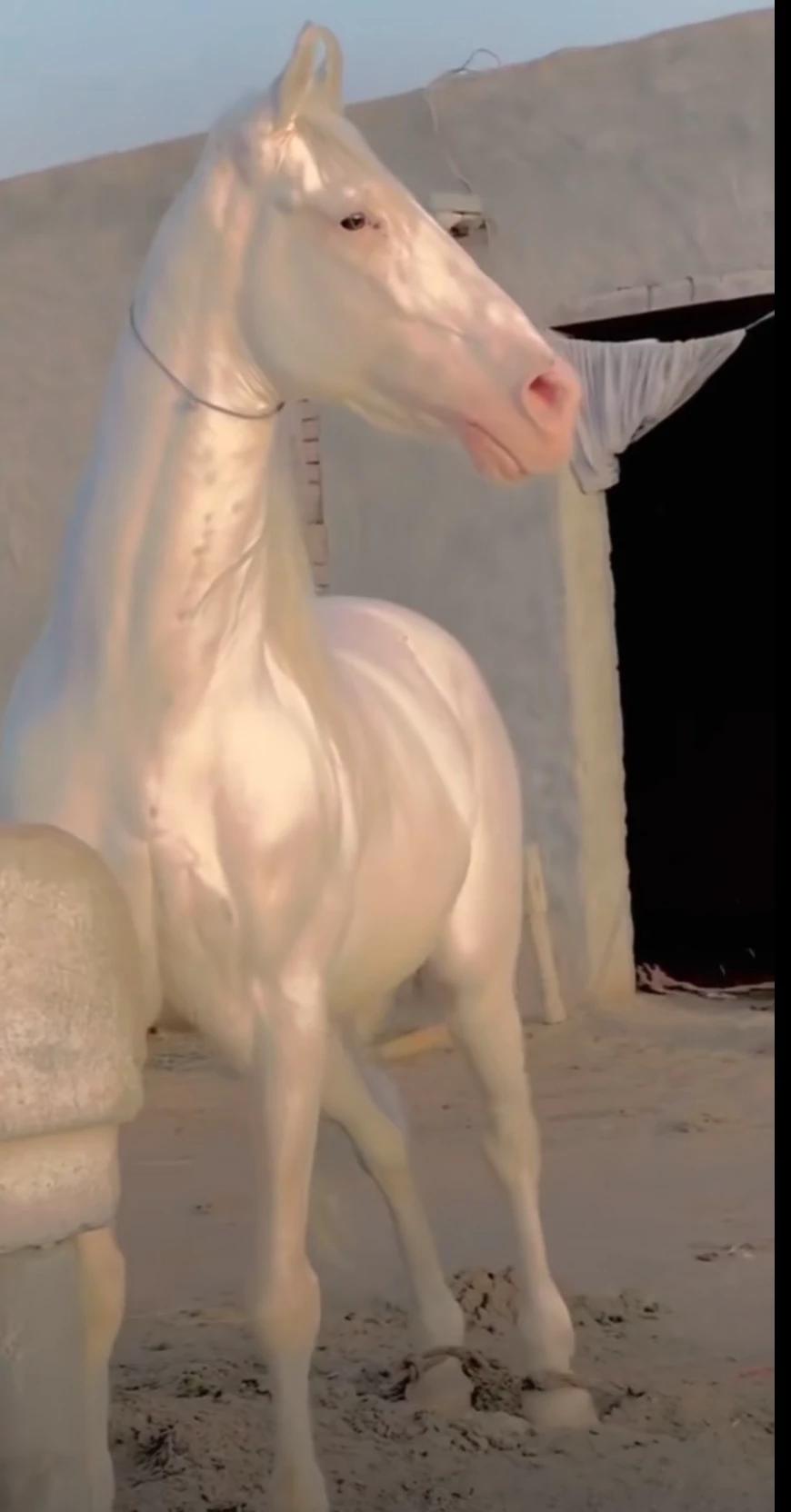 Princess or horseman? thumbnail