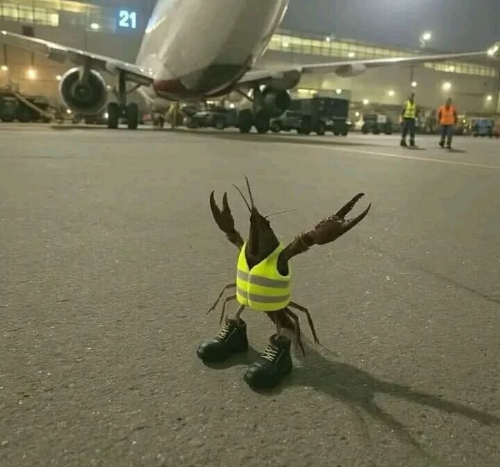 Mr Lobster thumbnail