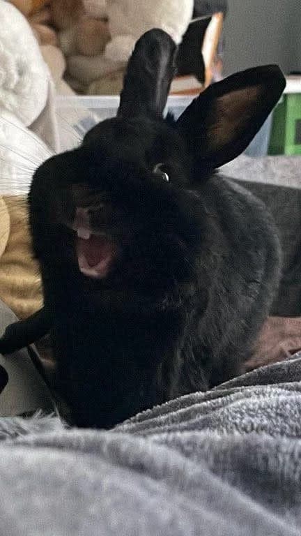 Black pussy thumbnail