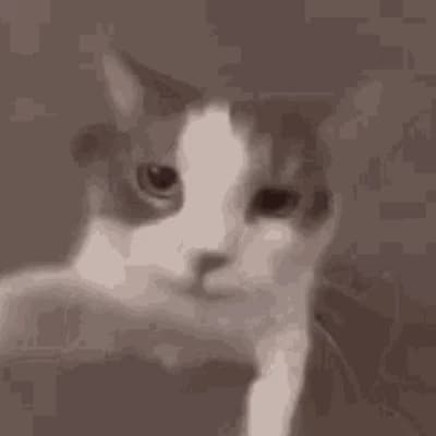 Cat thumbnail