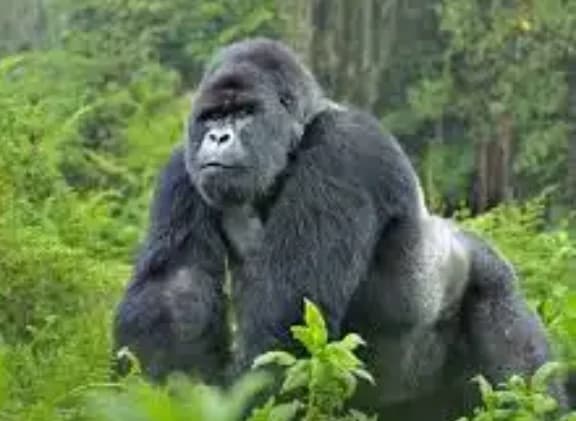 Gorilla  thumbnail