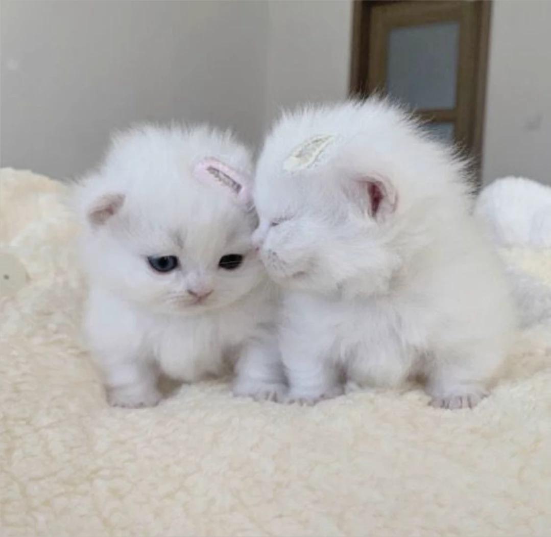Two kitten brother thumbnail