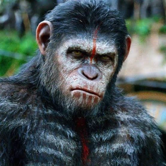 Caesar V.2 (Chimpanzee)🐒 \[@any\_ony\] thumbnail