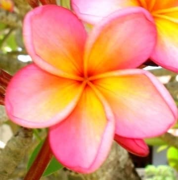☆{Red Frangipani}☆ thumbnail