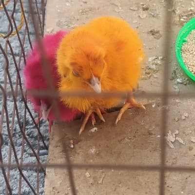 Chichi and Heihei thumbnail
