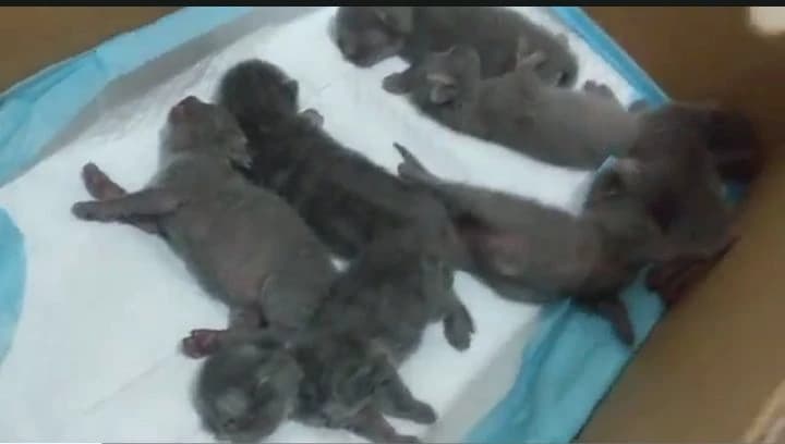Many cat thumbnail