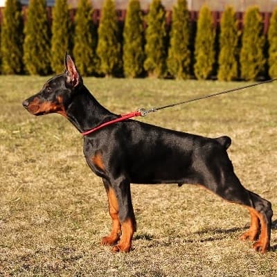 Doberman puppy thumbnail
