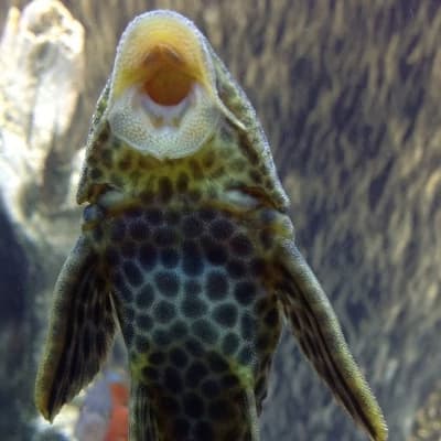 Sucker fish thumbnail