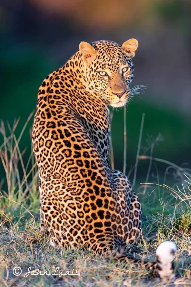 Lexi the jaguar thumbnail