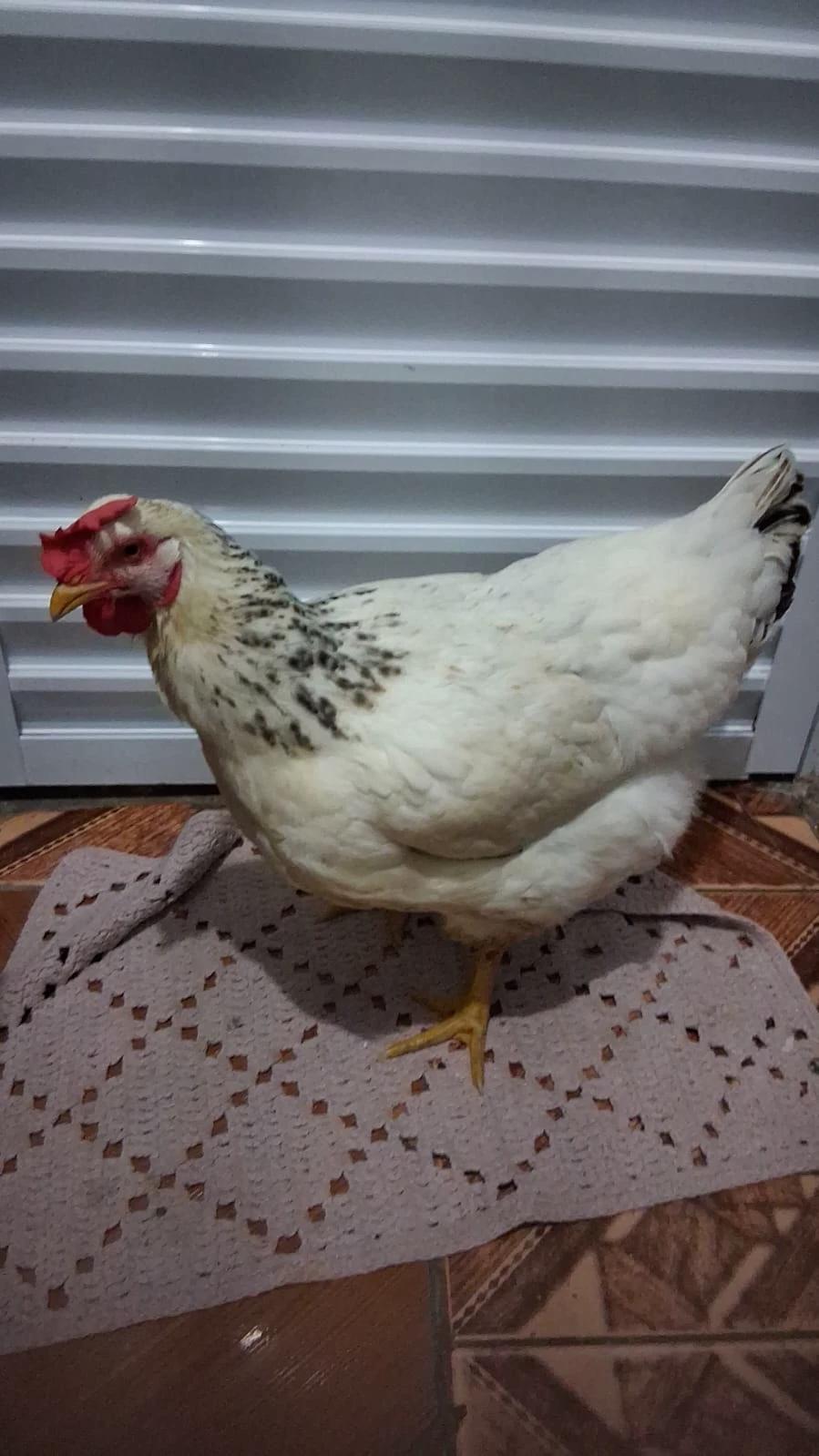 Chicken thumbnail