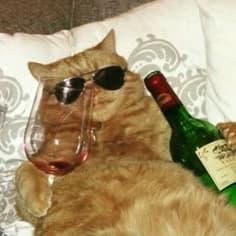 Wine 🍷 Cat (Theozinho) thumbnail