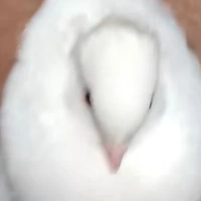 Spirit thumbnail
