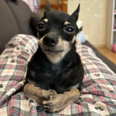 Wise dog thumbnail