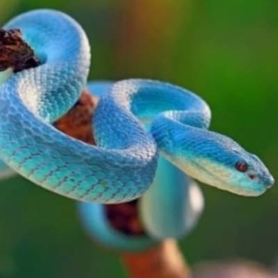 Trimeresurus thumbnail