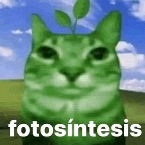 Its A Plant Based Cat thumbnail