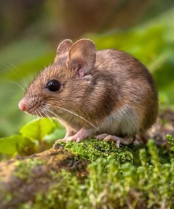 The little mouse in the abandoned house thumbnail