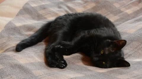 Cat thumbnail