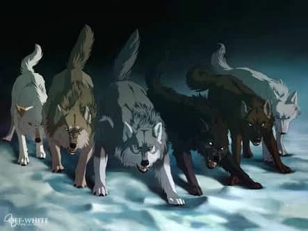 Pack of wild wolves thumbnail