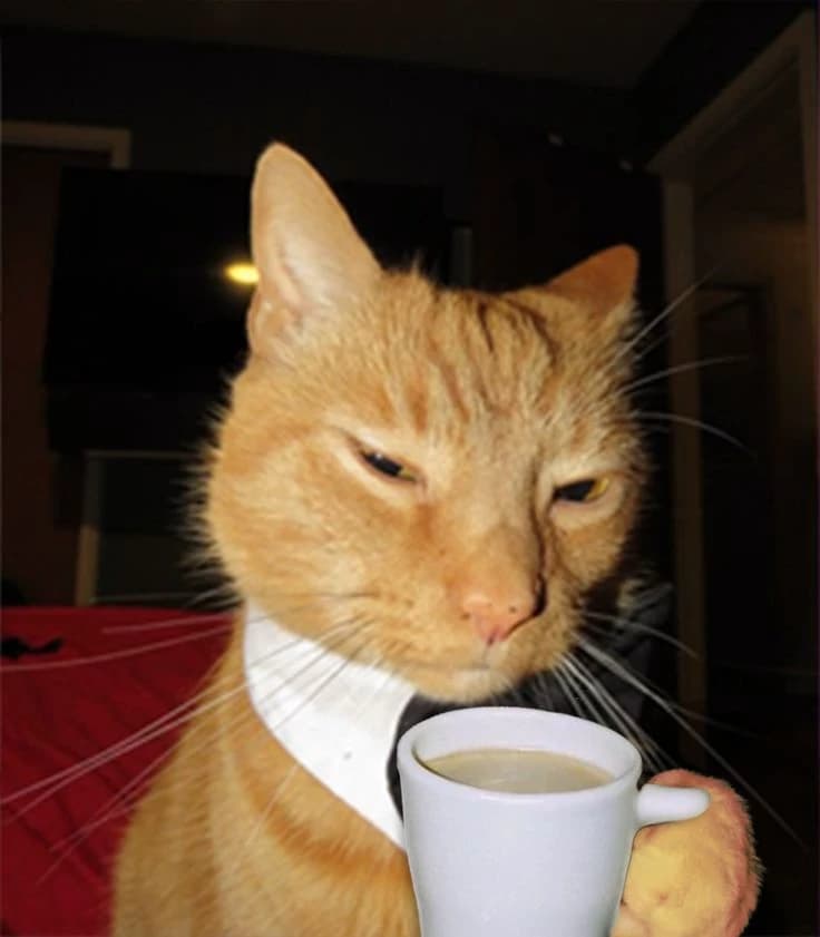 O gato thumbnail