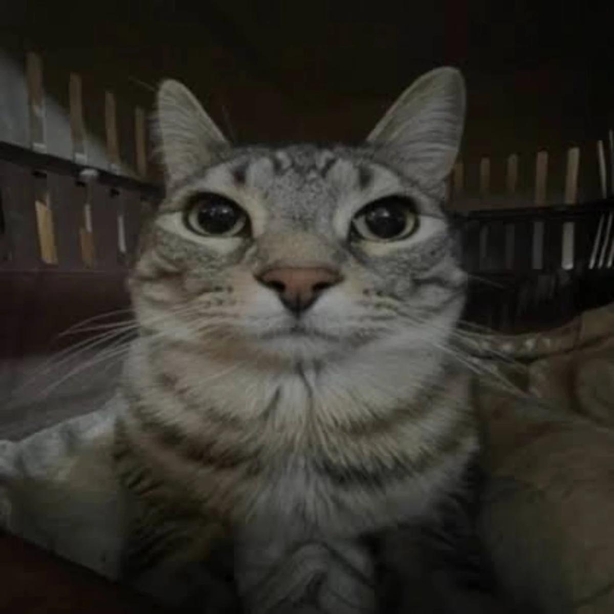 Mochi thumbnail